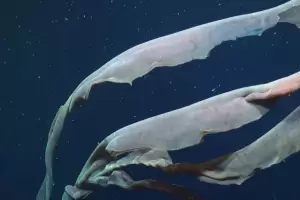 Encuentran una medusa fantasma de 11 metros en el Atl�ntico Sur