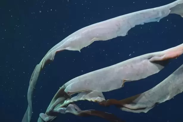 Encuentran una medusa fantasma de 11 metros en el Atl�ntico Sur