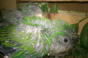 Peatonal Rivadavia: secuestran m�s de 25 aves silvestres comercializadas ilegalmente