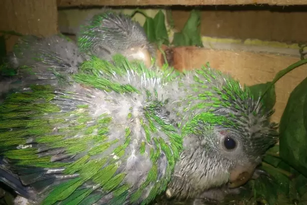 Peatonal Rivadavia: secuestran m�s de 25 aves silvestres comercializadas ilegalmente