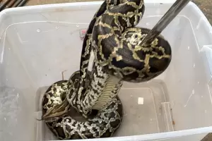 Catamarca: encontr� una lampalagua de grandes dimensione en el patio de su casa