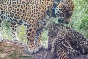 La Justicia Federal investiga la desaparici�n de dos cachorros de yaguaret�