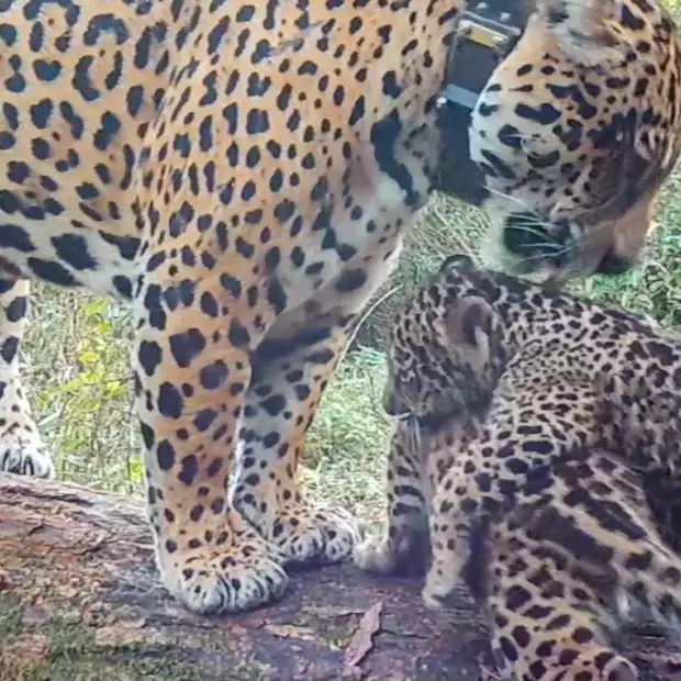 La Justicia Federal investiga la desaparici�n de dos cachorros de yaguaret�