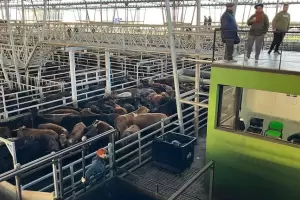 Ganader�a al alza: los precios vuelan hasta un 14% en Jes�s Mar�a y Ca�uelas