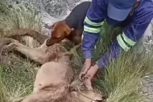 El Gobierno interviene tras un brutal caso de crueldad animal en Catamarca