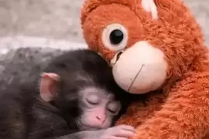 El fen�meno Punch: el macaco que abraza un mono de felpa y transforma el mercado global