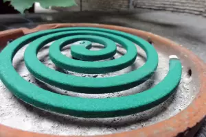 Colocar un espiral en alcohol y clavos de olor: para qu� sirve este truco