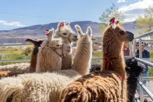 Exitosa edici�n de la Feria de la Puna en Antofagasta de la Sierra
