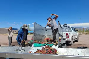 Se abon� el subsidio provincial a productores de uva de Catamarca