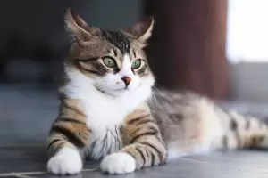 El ascenso del nuevo rey: por qu� el gato se consolida como la mascota del siglo XXI