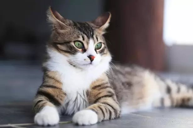 El ascenso del nuevo rey: por qu� el gato se consolida como la mascota del siglo XXI