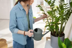 Feng Shui en el hogar: cinco plantas para atraer prosperidad, equilibrio y buenas energ�as