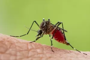 Confirman el primer caso de chikungunya en Catamarca y activan medidas de prevenci�n