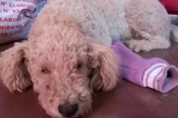 Imputaron al hombre que mat� a balazos al perro de su vecina en Catamarca