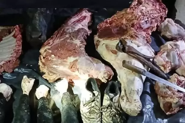 Abigeato: secuestran un vacuno faenado en Capay�n