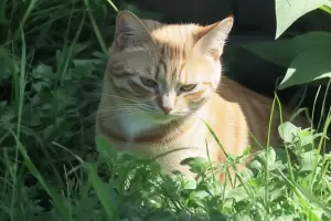Alerta sanitaria: un hongo que se transmite de gatos a humanos ya registr� casos en Uruguay