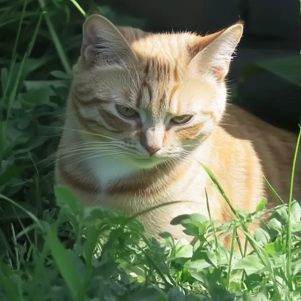Alerta sanitaria: un hongo que se transmite de gatos a humanos ya registr� casos en Uruguay