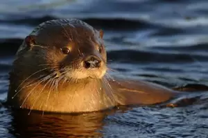 Nahuel Huapi: roban c�mara que vigilaba a una especie en peligro cr�tico