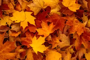 Oto�o 2026 en Argentina: cu�ndo comienza la nueva estaci�n y qu� fen�meno astron�mico marca el cambio