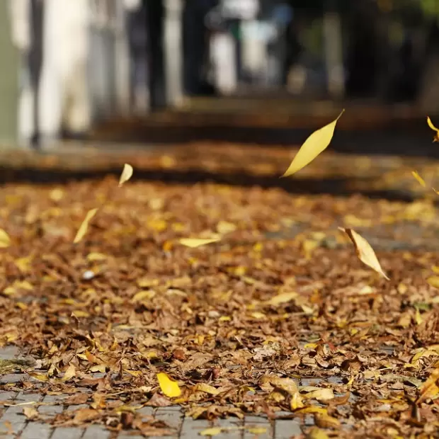 Qu� anticipa el SMN para el oto�o 2026 en Argentina y c�mo ser� el clima