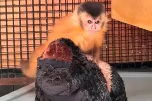 El "Punch" argentino que busca refugio en un peluche para sobrevivir