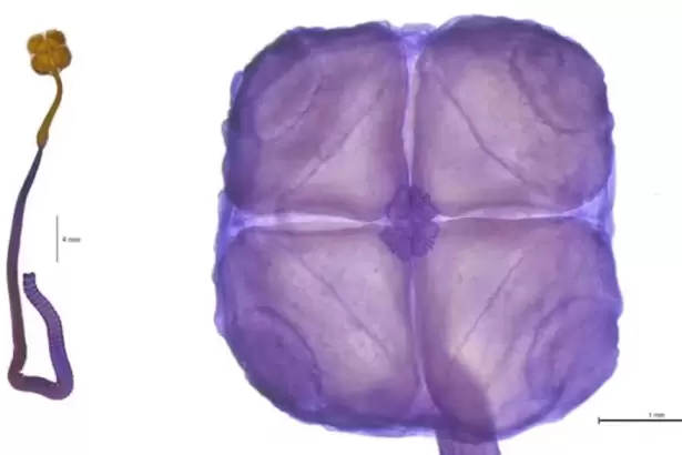 Cient�ficos del CONICET descubren nueva especie, elegida entre las diez m�s emblem�ticas del mundo