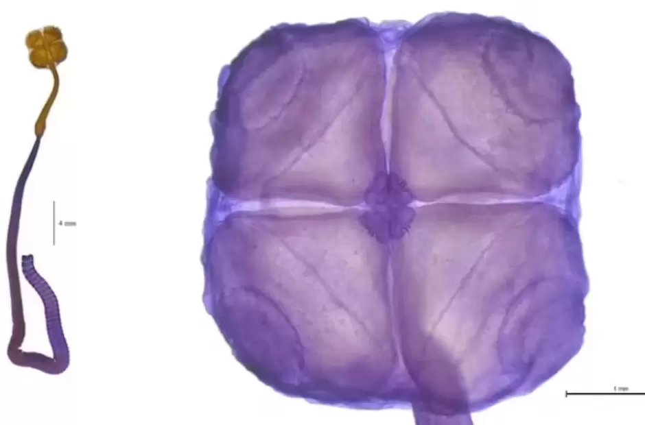 Acanthobothrium goleketen