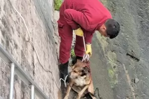 Catamarca: salvaron a un perro atrapado en el Dique El Jumeal
