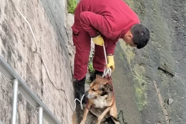 Catamarca: salvaron a un perro atrapado en el Dique El Jumeal