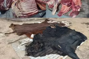 Operativo por abigeato en Catamarca: secuestran 170 kilos de carne y detienen a un hombre