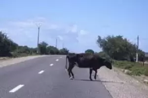Motociclista herido tras chocar contra un animal vacuno en Ruta 14