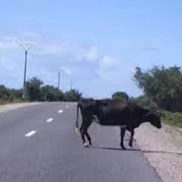 Motociclista herido tras chocar contra un animal vacuno en Ruta 14
