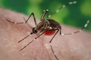 Otro virus transmitido por mosquitos desplaza al dengue este a�o: la advertencia oficial