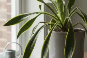 Lengua de suegra: el truco casero para revivirla y mantenerla sana, ideal para hogares de Catamarca