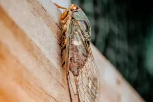Si escuch�s cigarras en tu casa de d�a, te contamos qu� significa y por qu� podr�a ser una buena se�al