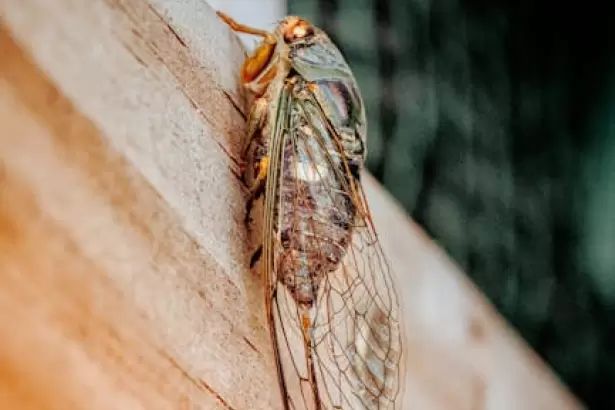 Si escuch�s cigarras en tu casa de d�a, te contamos qu� significa y por qu� podr�a ser una buena se�al
