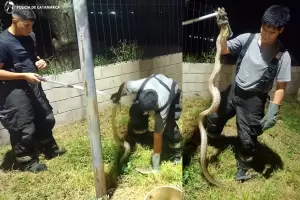 Rescataron una serpiente de gran tama�o en Catamarca