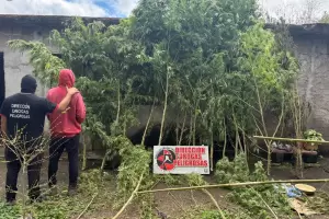 Golpe al narcotr�fico en Catamarca: secuestran plantas, semillas y cogollos de marihuana
