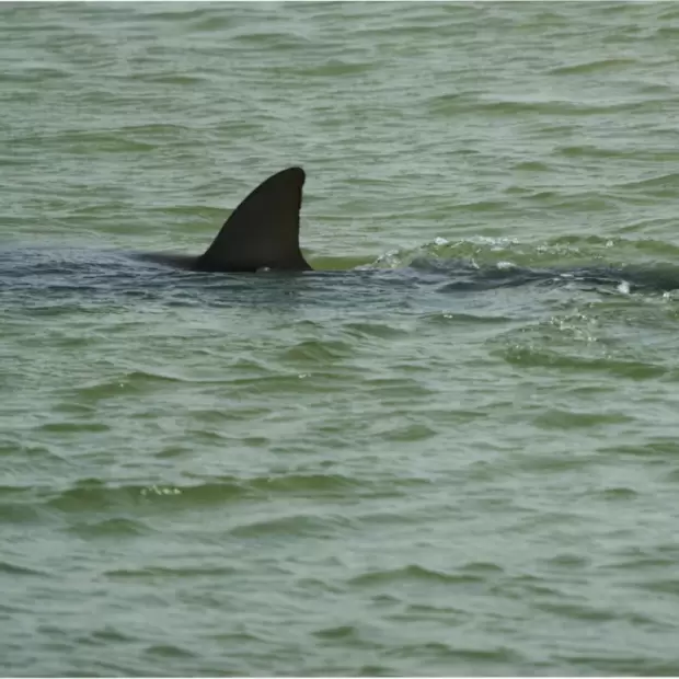 Tiburones con rastros de cafe�na y coca�na: la se�al de alarma sobre el deterioro del ecosistema marino