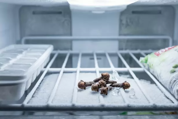 Dejar 5 clavos de olor en el freezer: cu�l es su beneficio y por qu� hacerlo