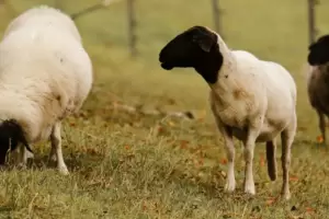 Detectaron brotes por primera vez en Argentina de una enfermedad que causa la muerte en el ganado ovino