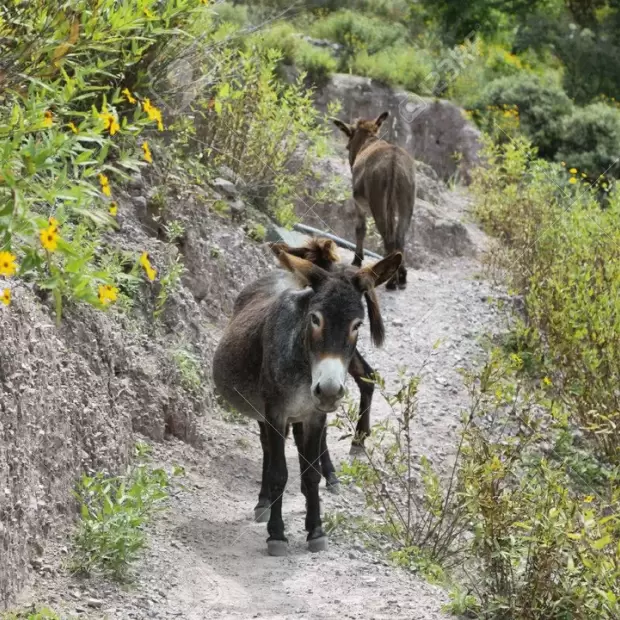 �Carne de burro a la parrilla?: la propuesta que abri� un debate entre precio, cultura y negocio