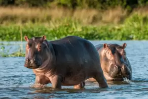 Colombia aprueba el sacrificio de hipop�tamos de Escobar para frenar su expansi�n salvaje