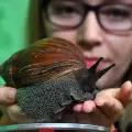 Alerta por caracol gigante africano: qu� ocurri� la �ltima vez que se detect� en el pa�s
