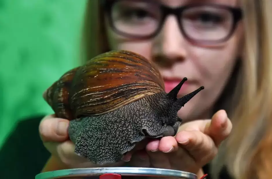 Caracol gigante africano