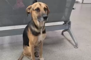 La historia de Arturo, el perro que esper� 25 d�as en el hospital a su due�o