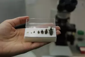 Chagas-Mazza: refuerzan la concientizaci�n en Catamarca de la enfermedad