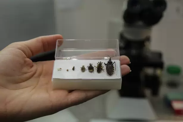 Chagas-Mazza: refuerzan la concientizaci�n en Catamarca de la enfermedad