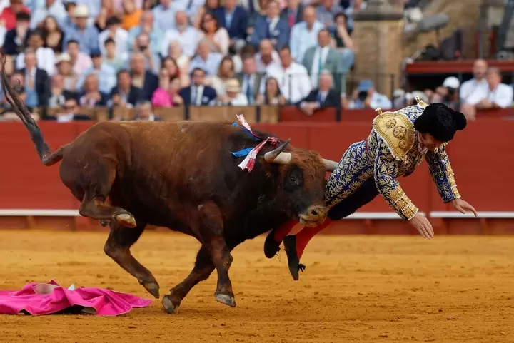 torero cornada