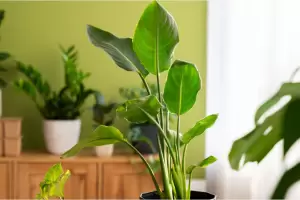 La planta de interior que casi no necesita cuidados y es ideal para principiantes